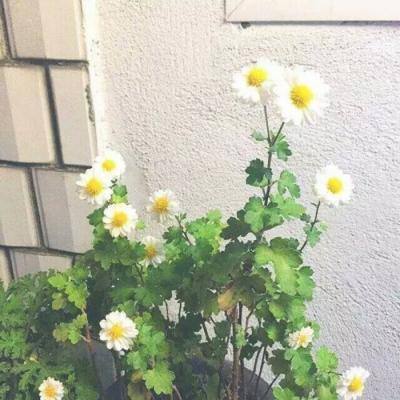 美国股市：标普500指数上涨 交易员欢迎美国推动结束战争的努力